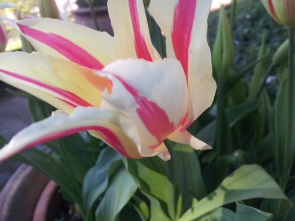 tulip-mottled