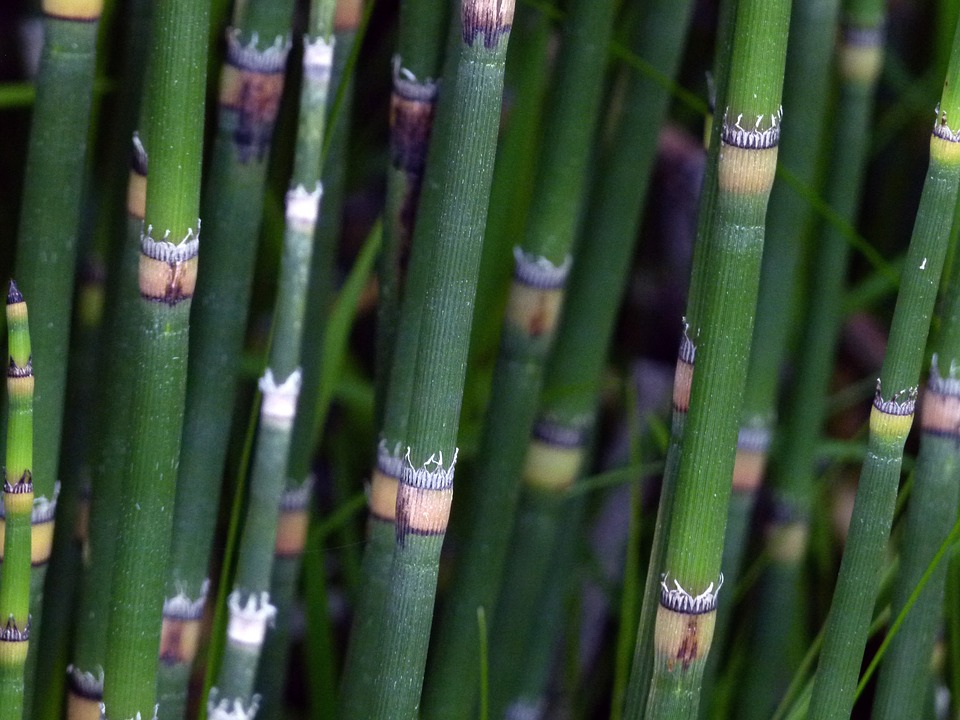 horsetail-stems