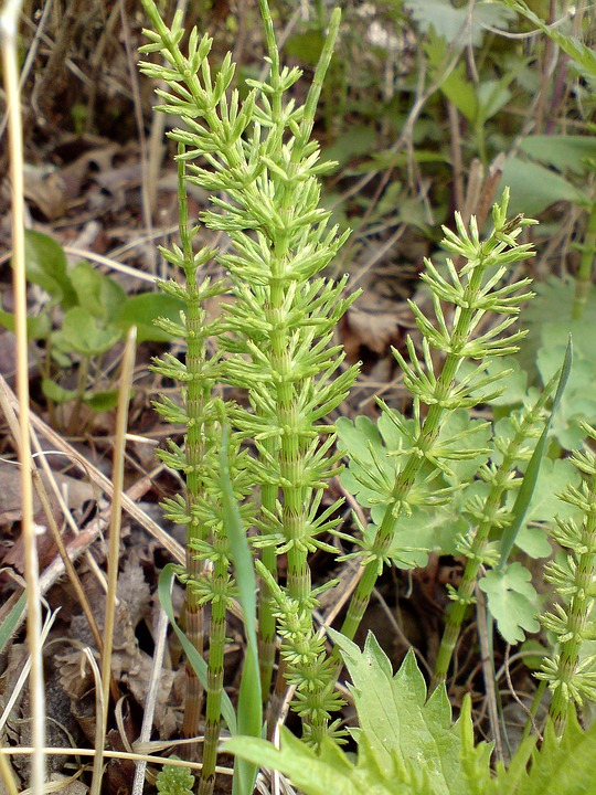 horsetail-plant-aquatic