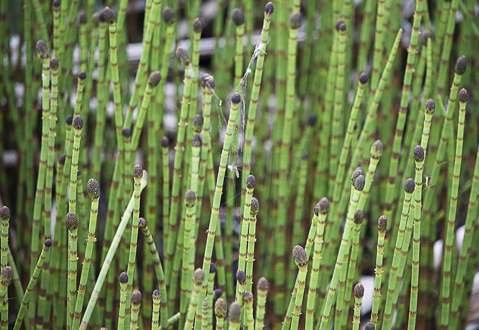 horsetail-cultivation