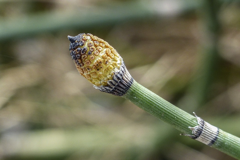 horsetail-ear