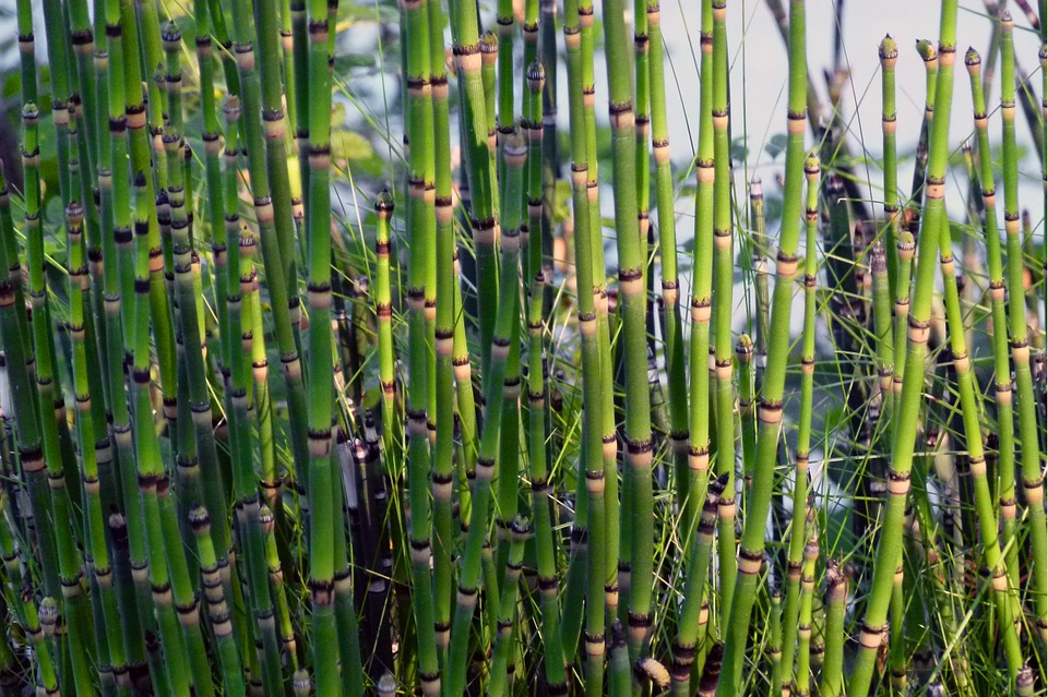 horsetail-multiplication