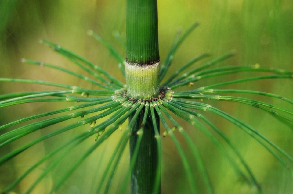 horsetail-leaves