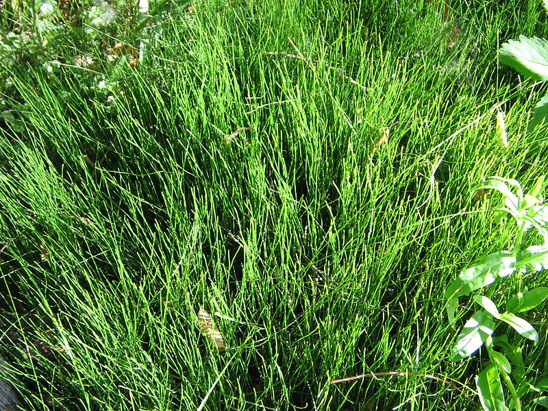 equisetum_scirpoides