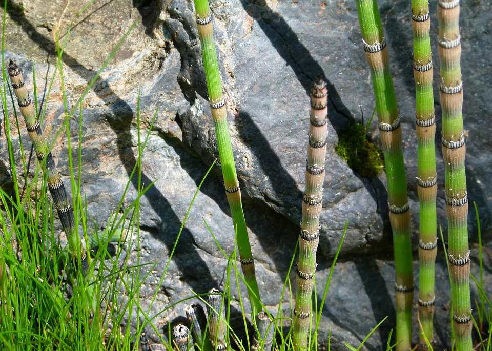 horsetail-pruning