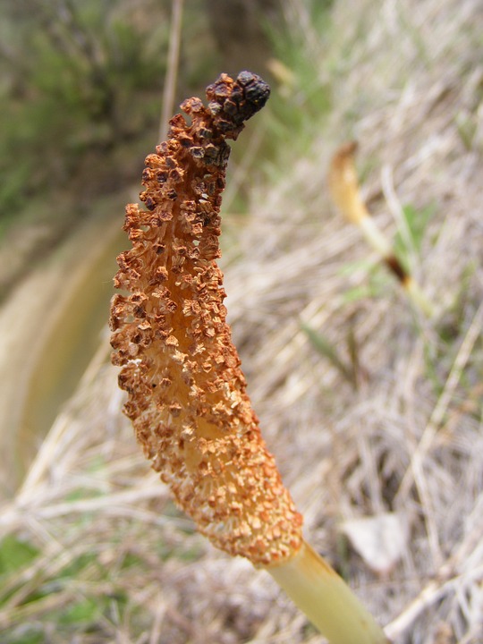 horsetail-arvense-property