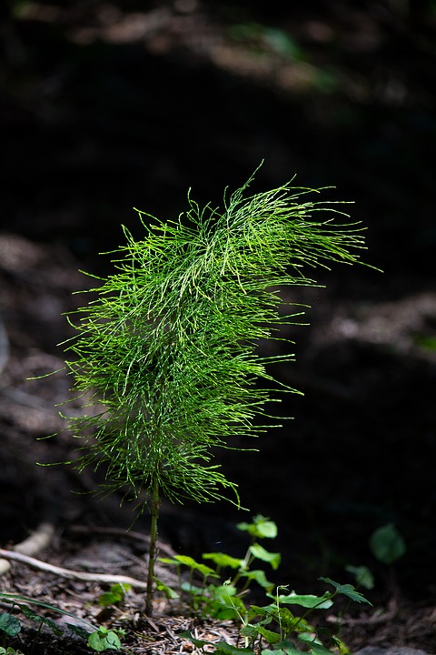 horsetails - plant