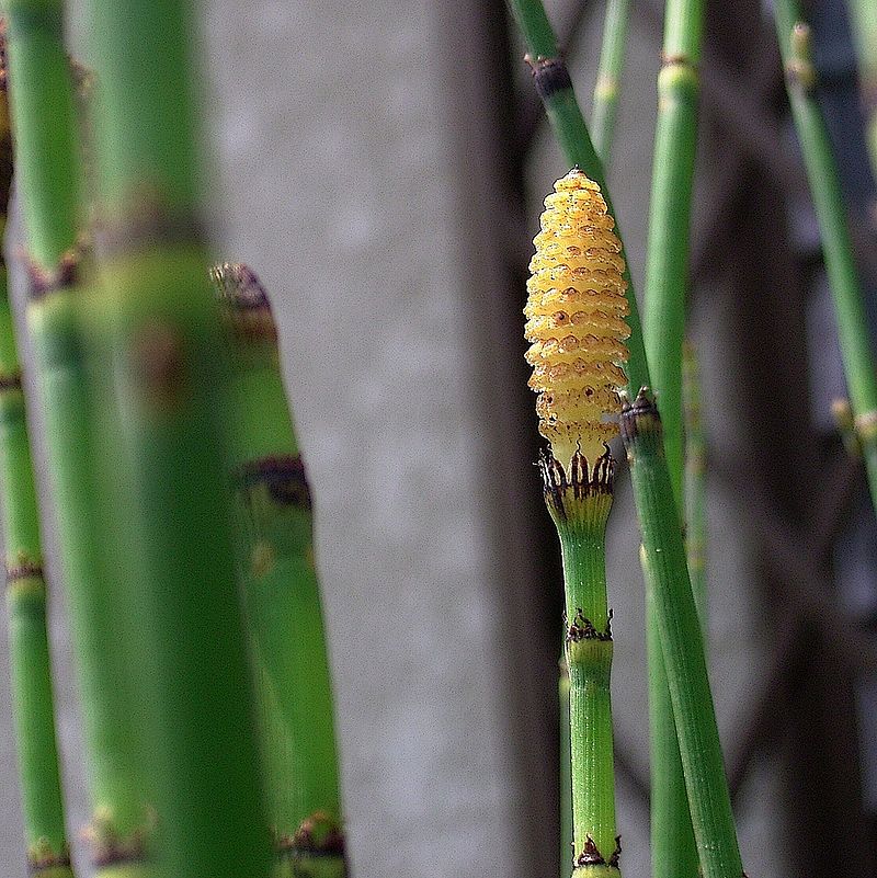 equisetum-hyemale-horsetail-winter