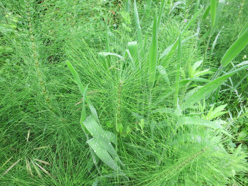 horsetail-arvensis-horsetail-tail