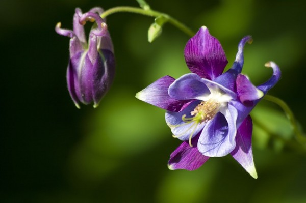 columbine-flower-purple