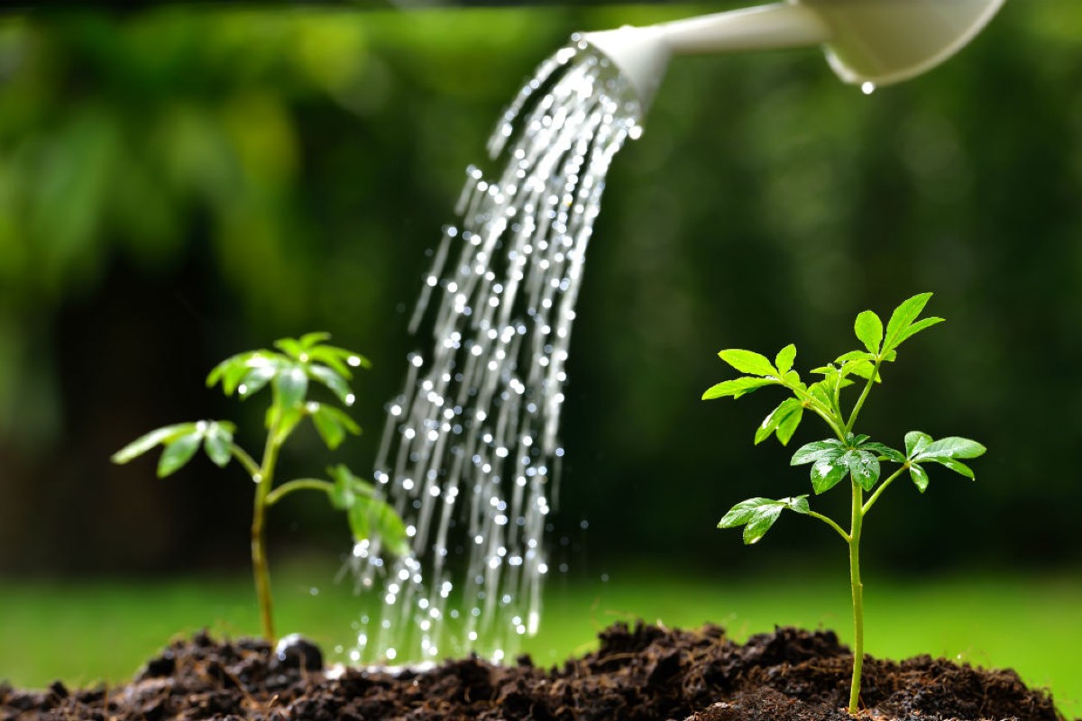 Tips for watering plants as little as possible in summer 1