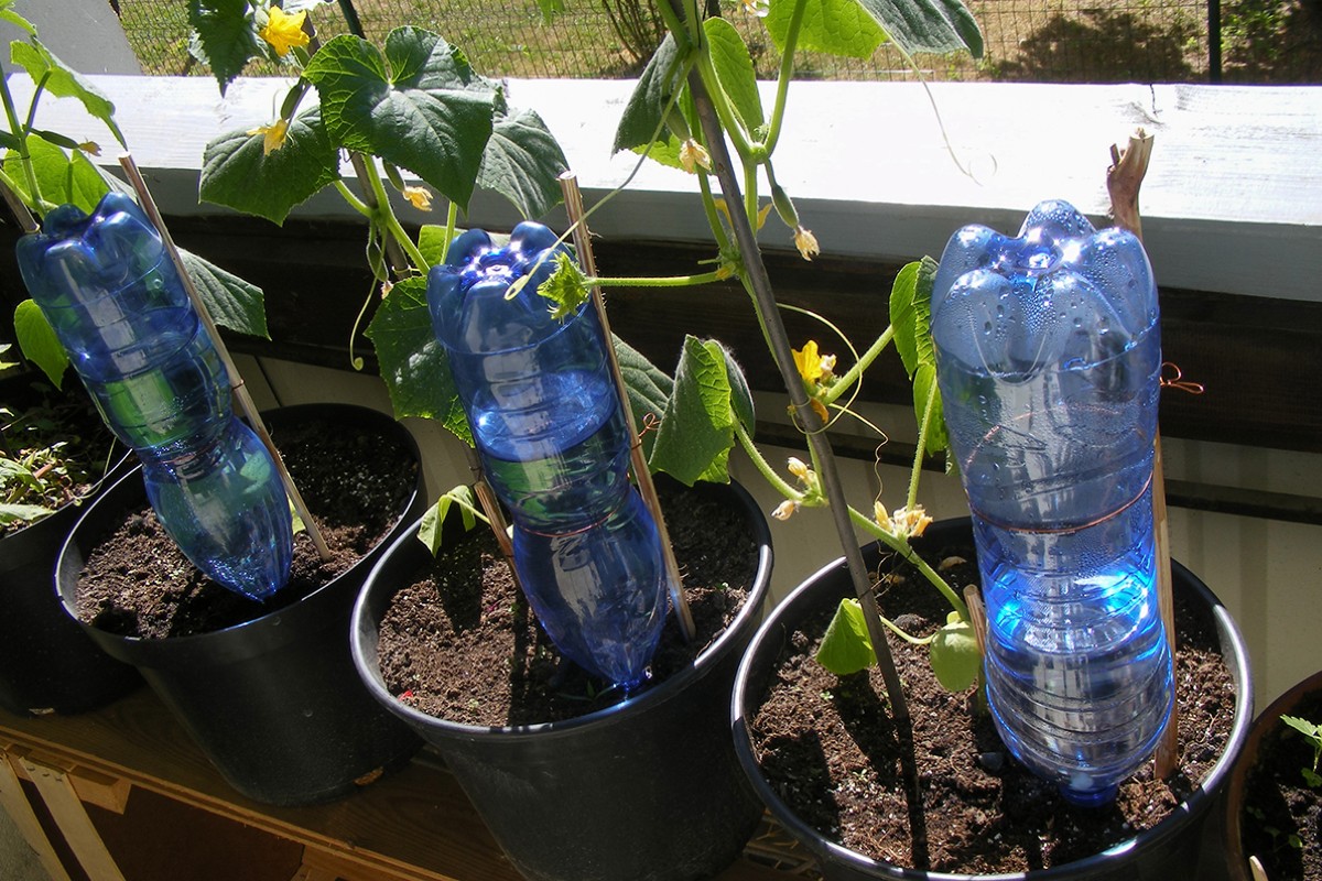 Tips for watering plants as little as possible in summer 2