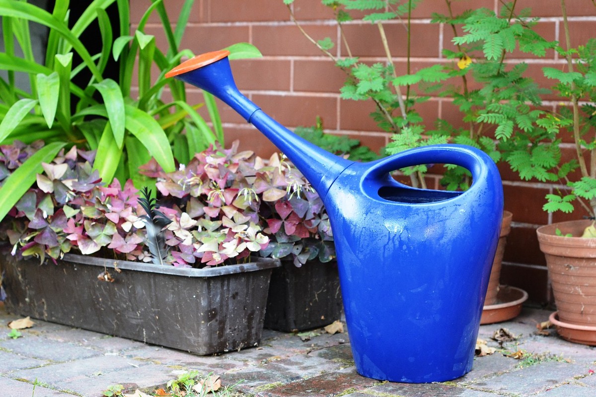 Tips for watering plants as little as possible in summer 4