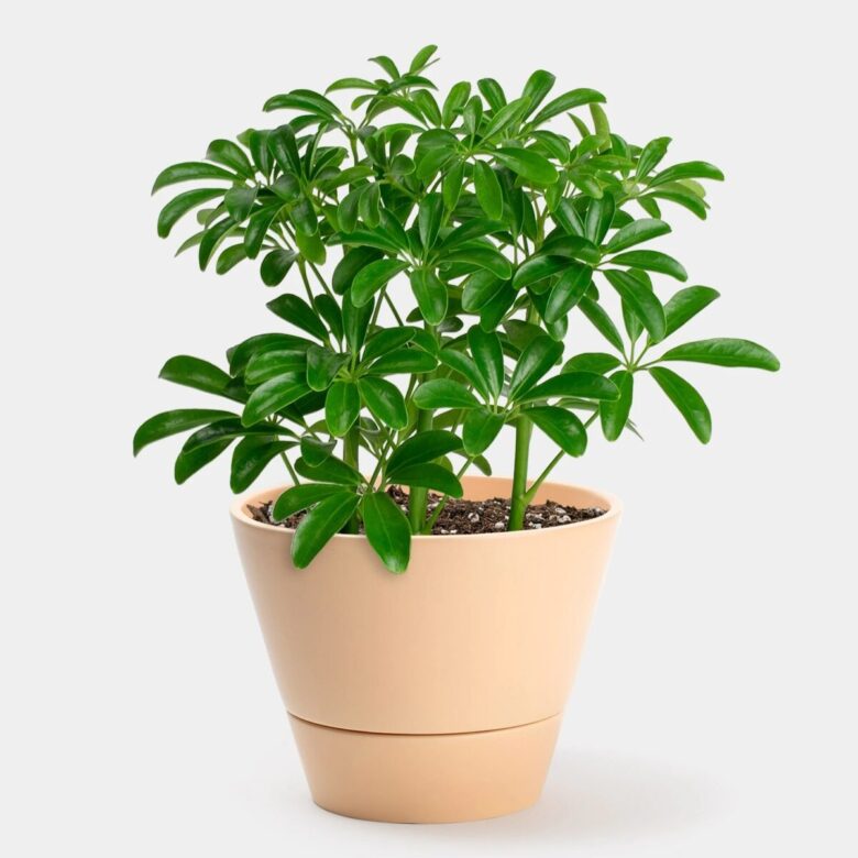 schefflera-small-tropical-plants-