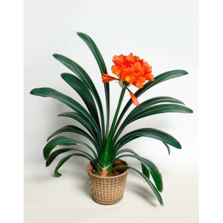 clivia-small-tropical-plants-