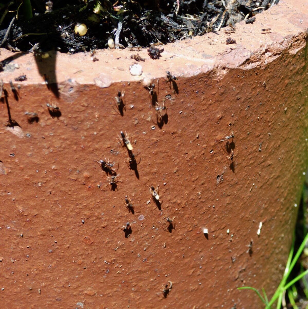 how-to-eliminate-ants-on-balcony-plants