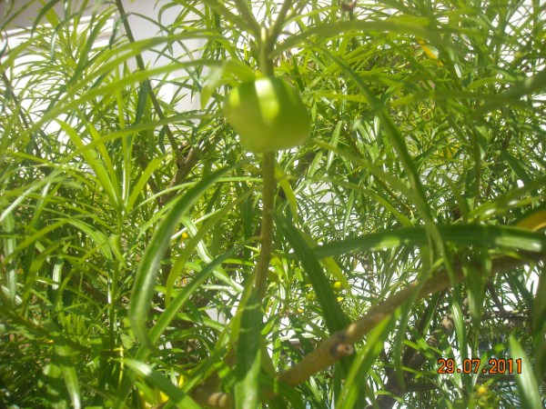 fruits-Thevetia-Peruviana