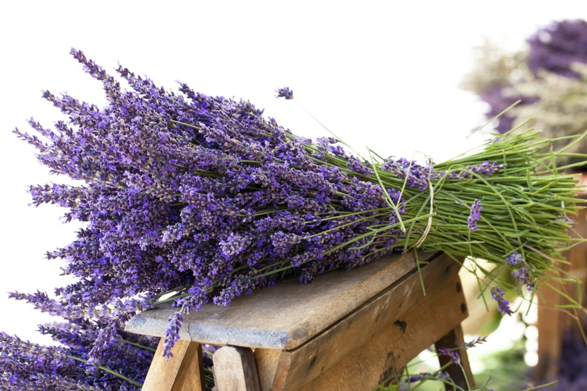 how-to-use-lavender