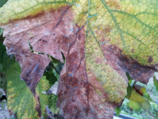 Downy mildew-Plasmopara viticola