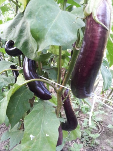 Eggplant-photo
