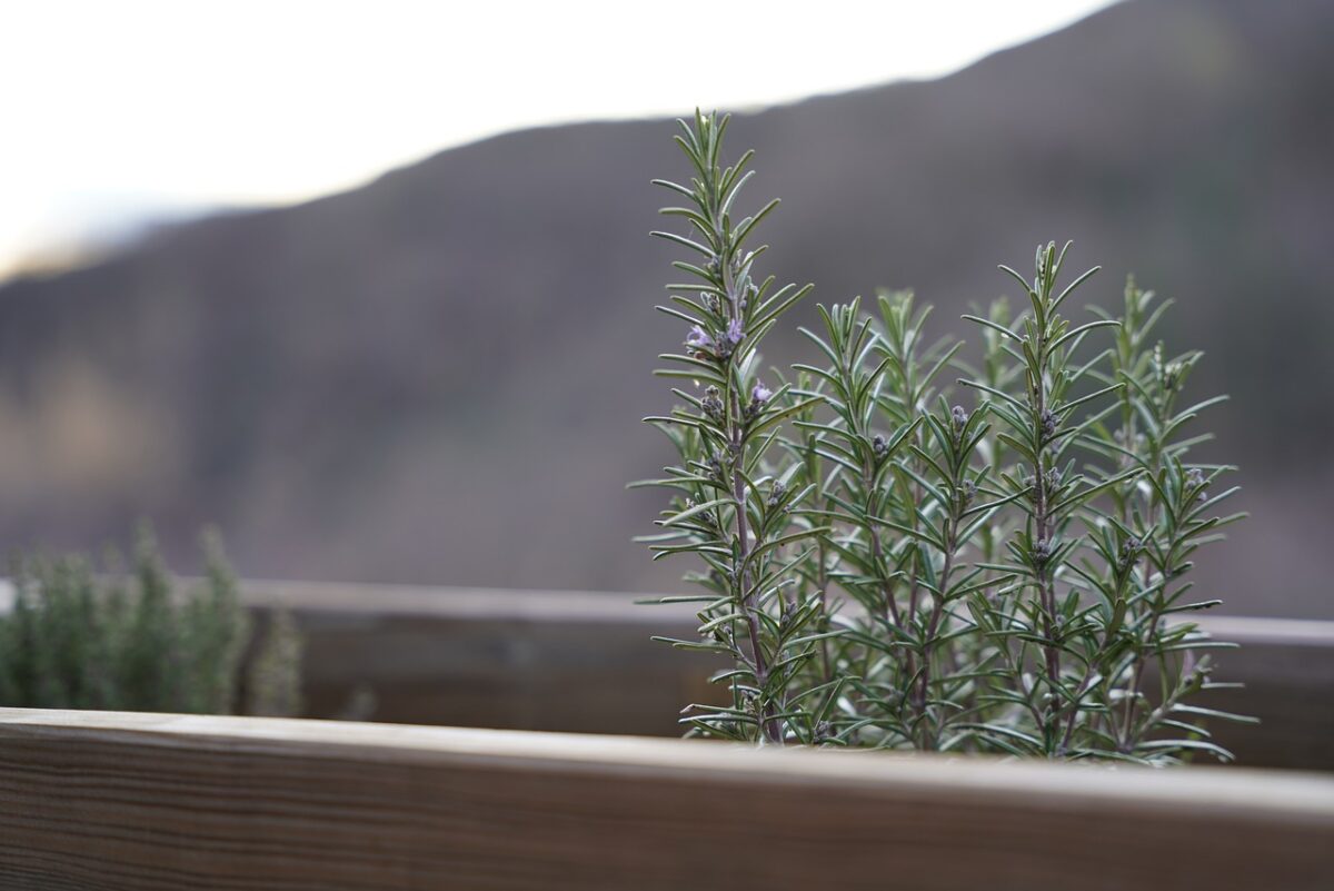 Rosemary, Plants