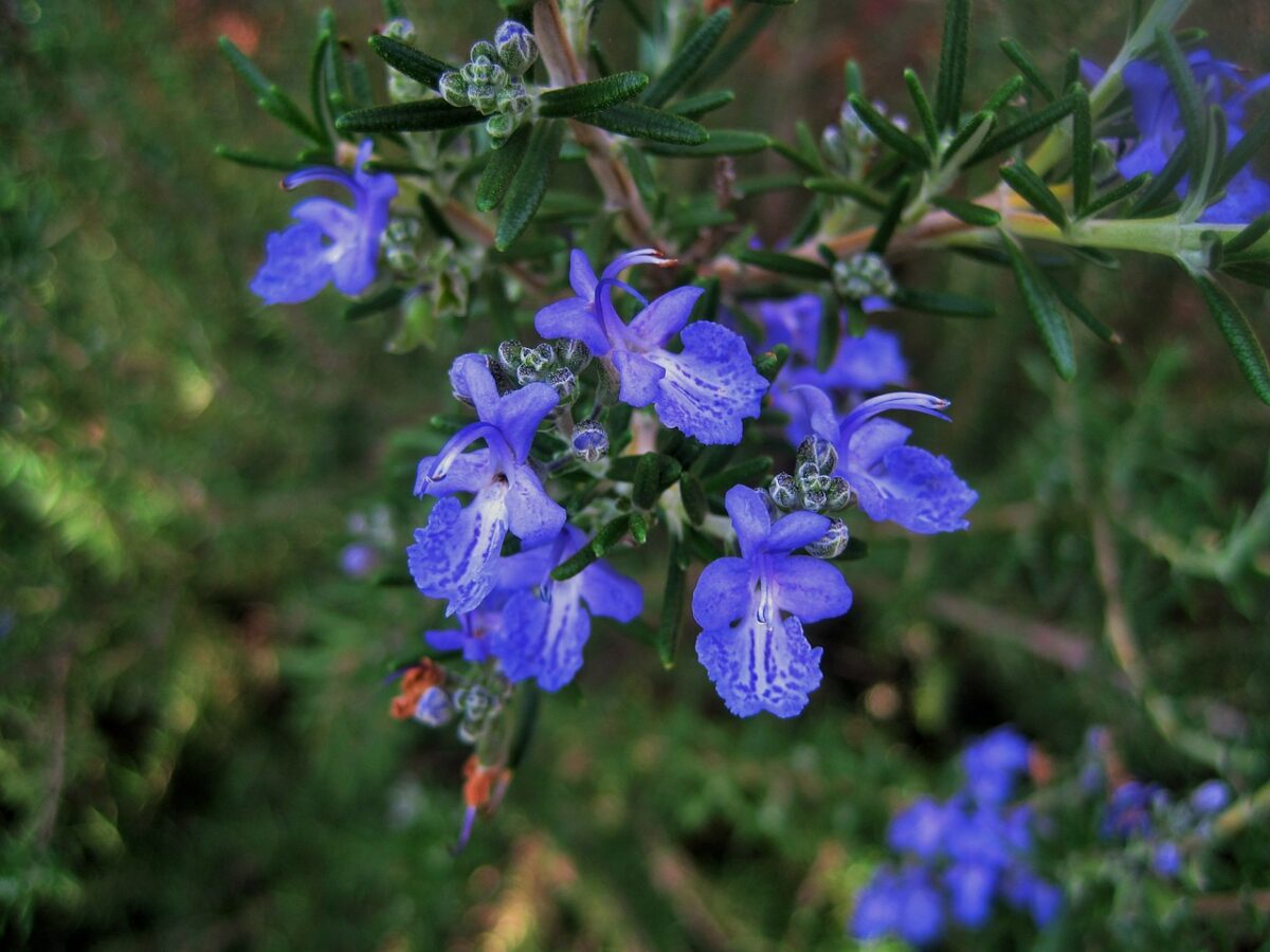 Rosemary, Flowers