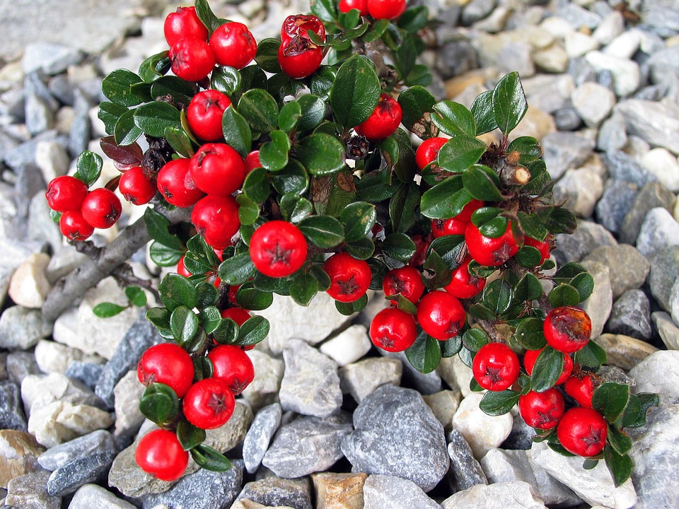 Cotoneaster-Plant