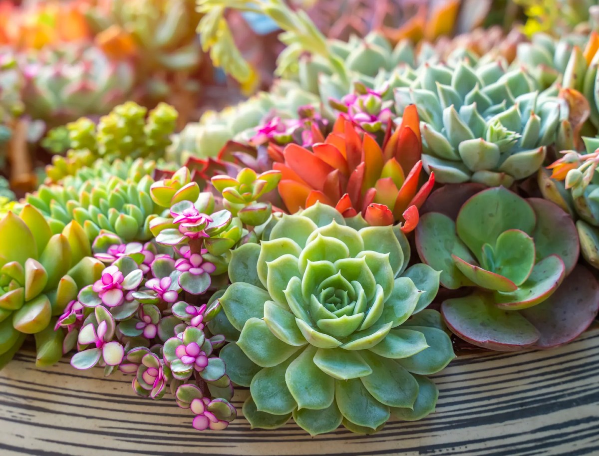 7 colorful succulents you absolutely must have 9