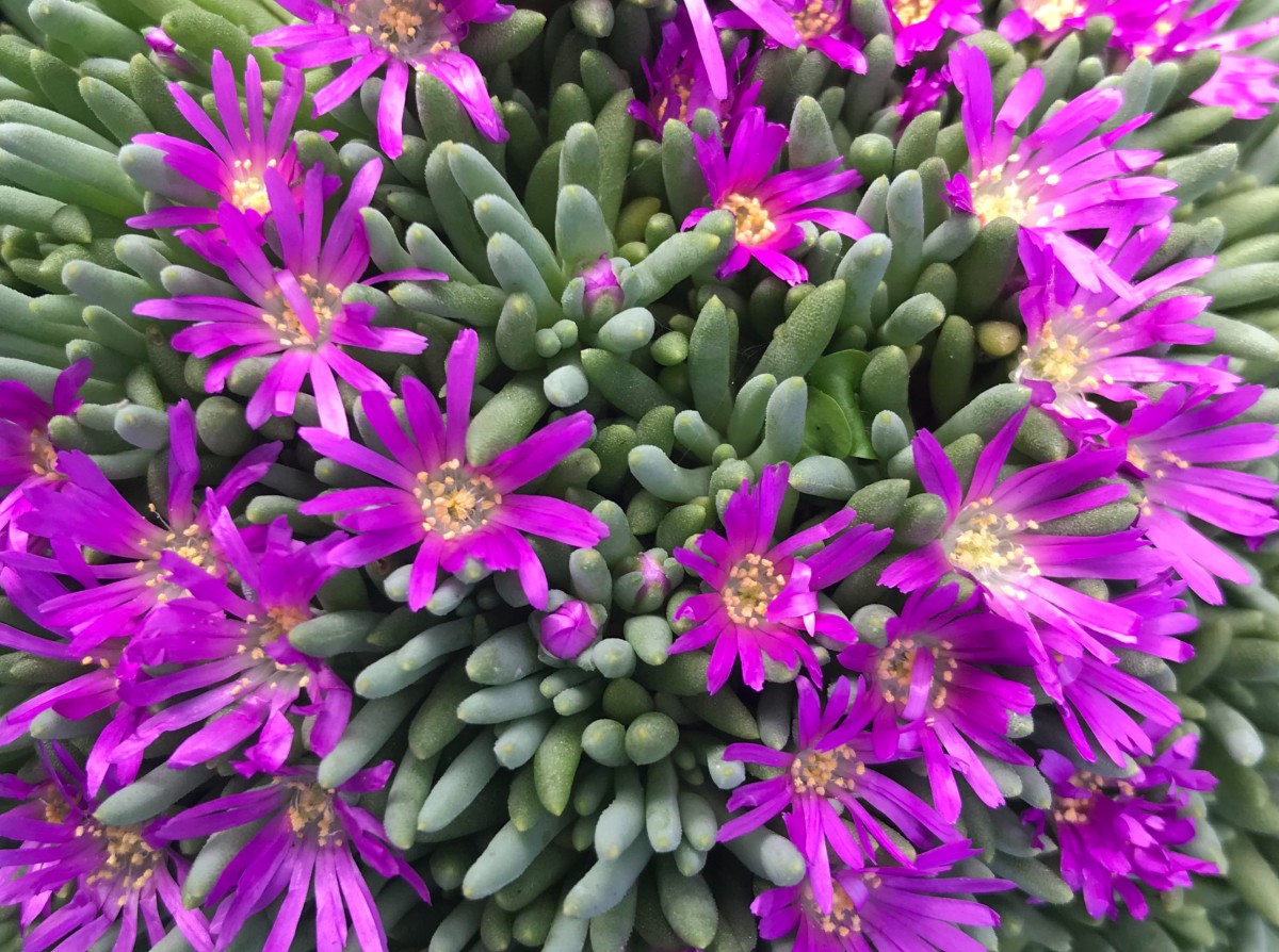 7 colorful succulents you absolutely must have 2