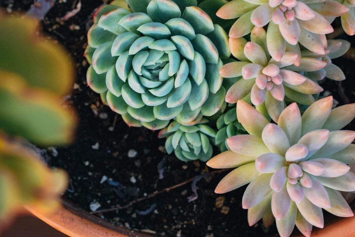 7 colorful succulents you must absolutely have 6