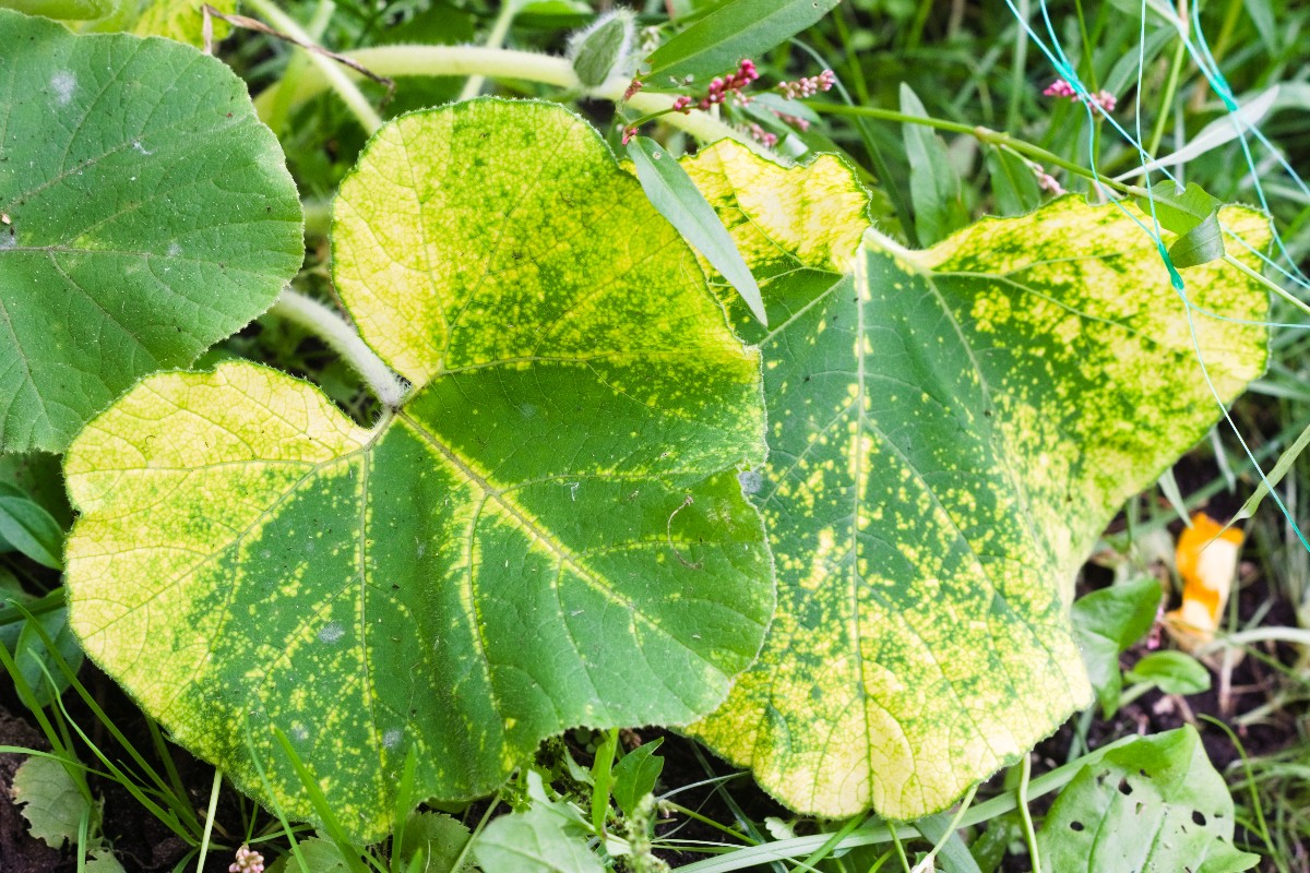 Recognizing plant diseases from leaves 3