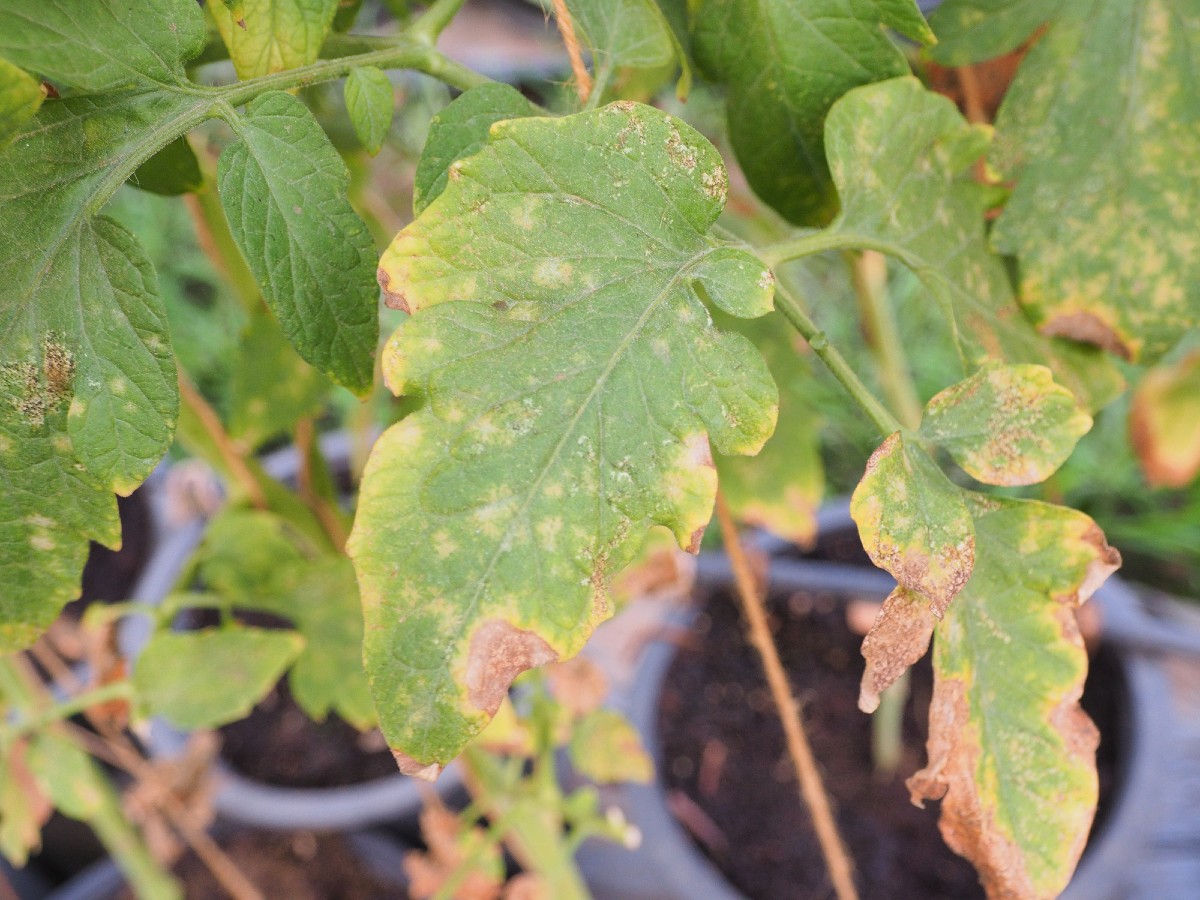 Recognizing plant diseases from leaves 1