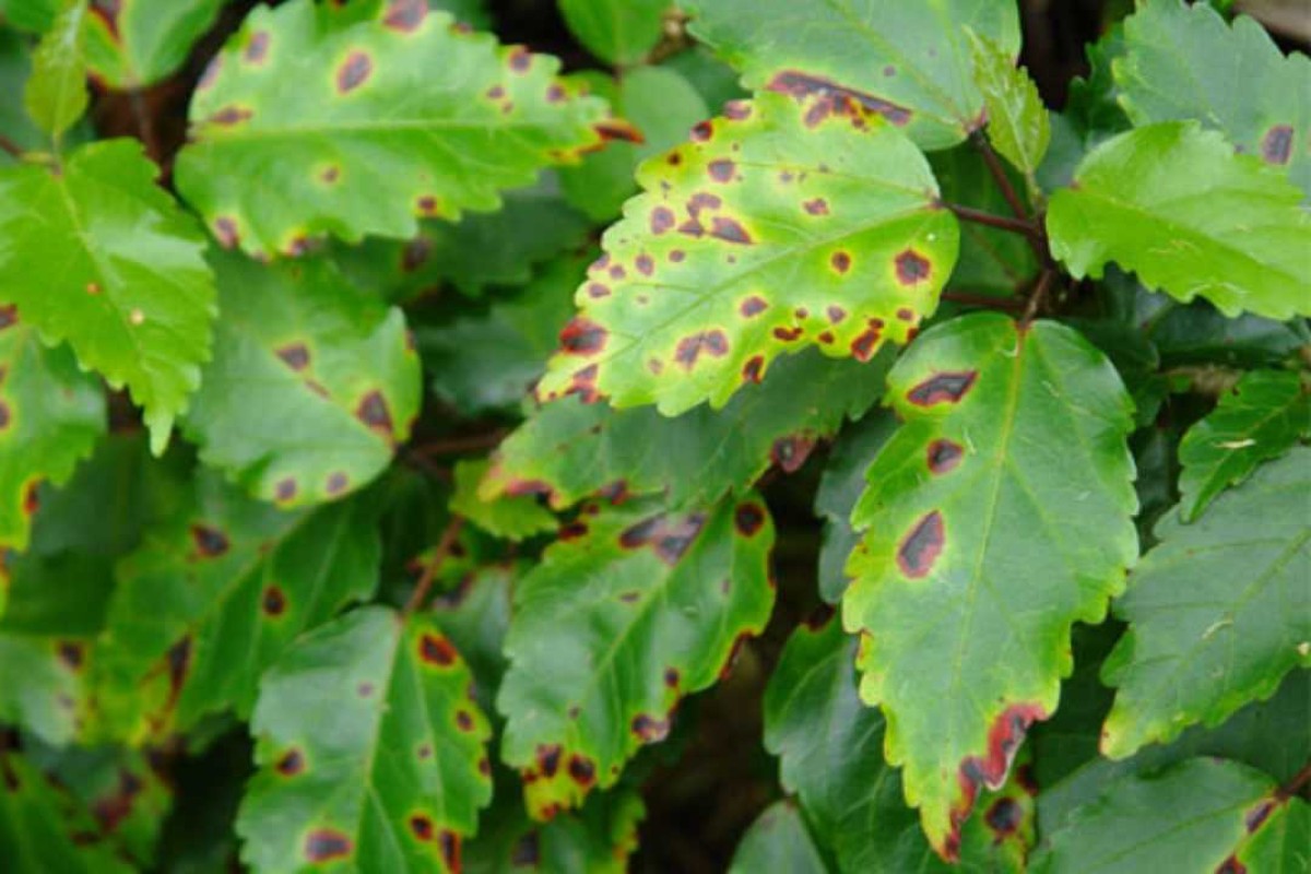 Recognizing plant diseases from leaves 5