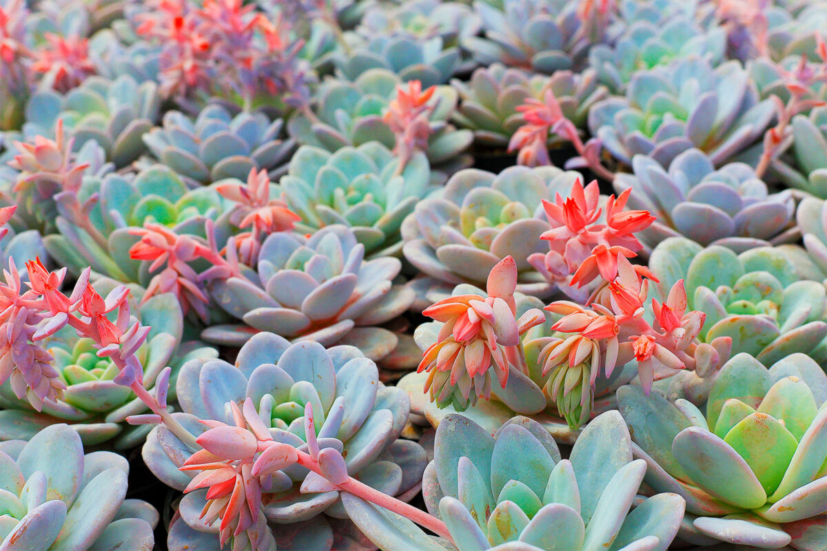 succulents-flowers-cover-2