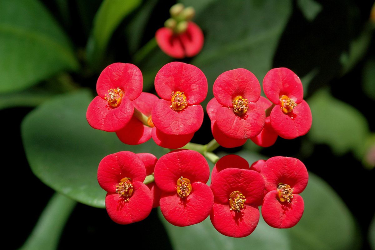 succulents-flowers-euphorbia-milii