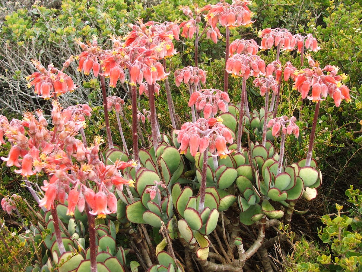succulents-flowers-cotyledon