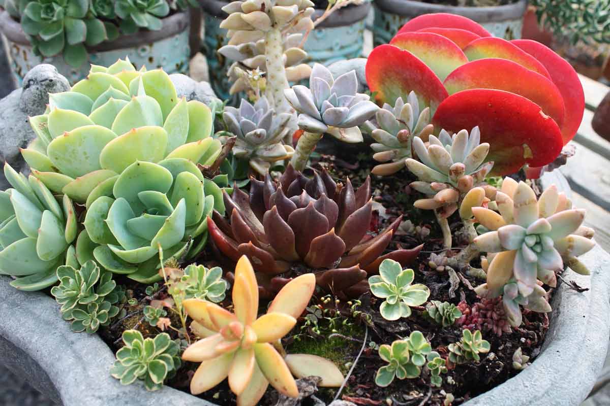 succulents-flowers-how-to-cure them