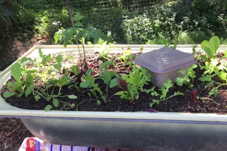 how-to-create-vegetable-garden-in-used-bathtub (3)