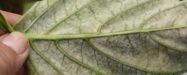 Riconoscere le malattie delle piante dalle foglie 4