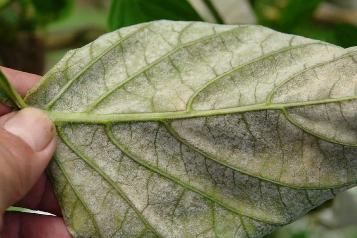 Recognizing plant diseases from leaves 4