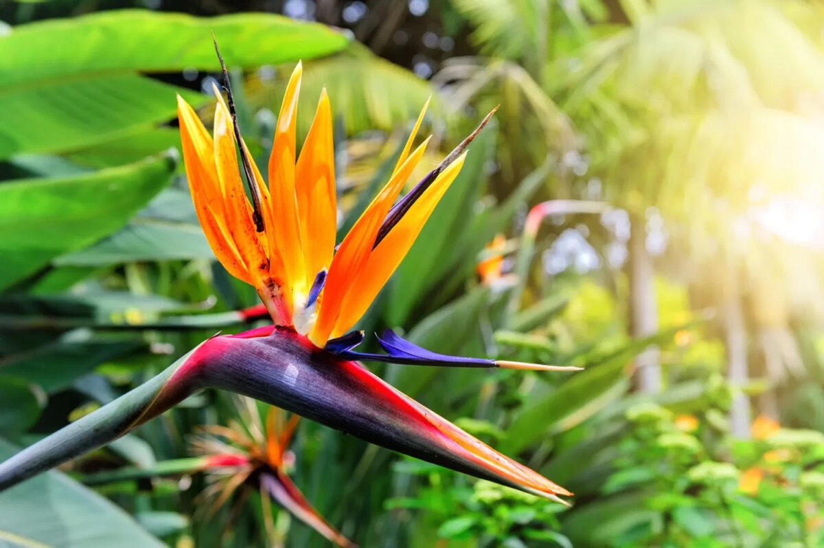 small-tropical-plants