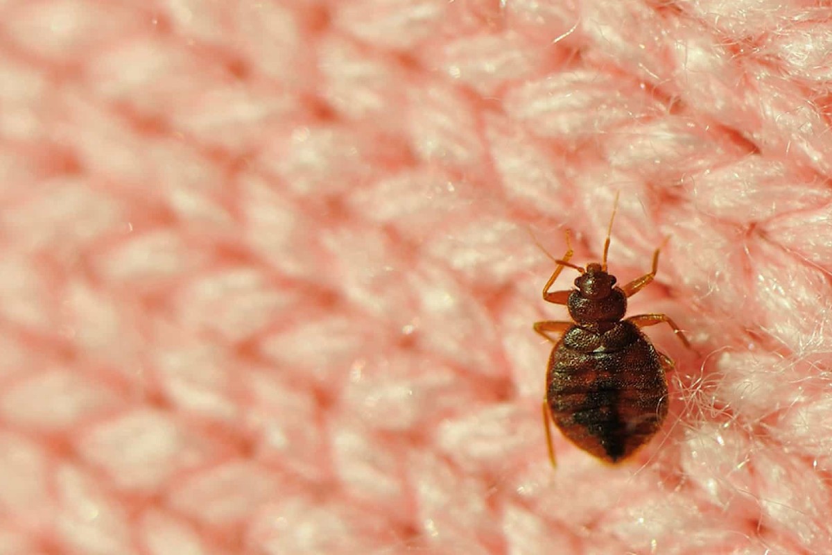 Bed bugs how to recognize bites and how to intervene 1