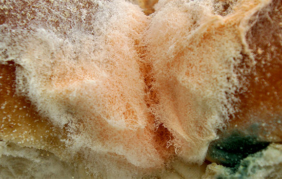 Can Mold Be Killed By Cooking?