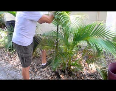 Do Palm Trees Need Big Pots?