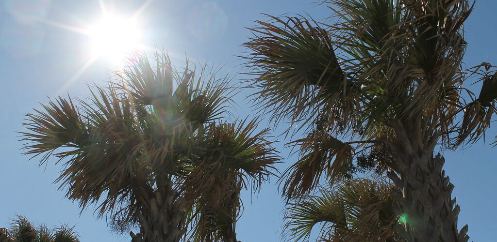 Does North Carolina Have Palm Trees?