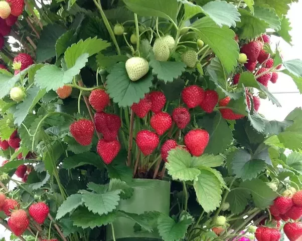 How Do Strawberries Grow In An Apartment?