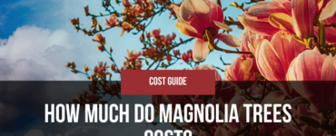 How Far From The House Should You Plant A Magnolia Tree?
