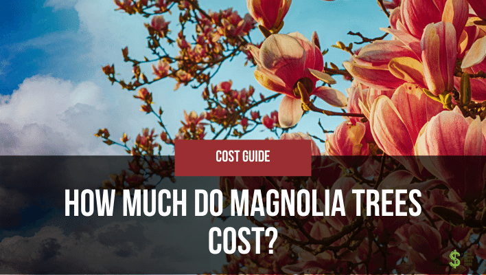 How Far From The House Should You Plant A Magnolia Tree?