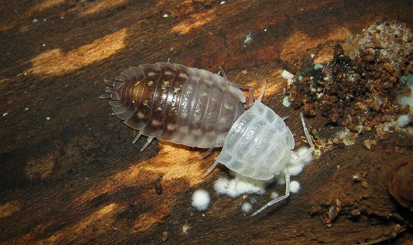 How Long Are Pill Bugs Pregnant?