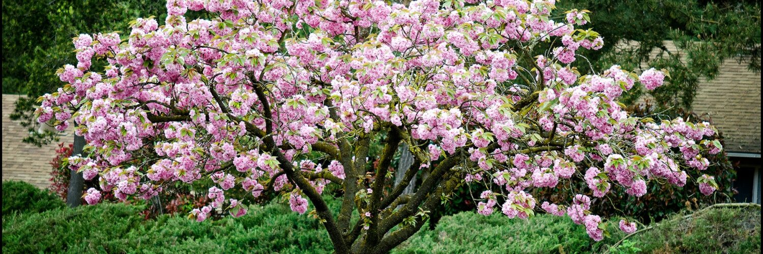 How Long Do Cherry Blossom Trees Live?
